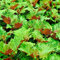 Bi-Coloured Perilla Shiso - Perilla frutescens VAR. crispa Herb Seeds, Also Called Perilla 'Britton' or ‘Hojiso’ Home Garden Seeds ing by Heavy Torch, 340 Seeds: Only seeds