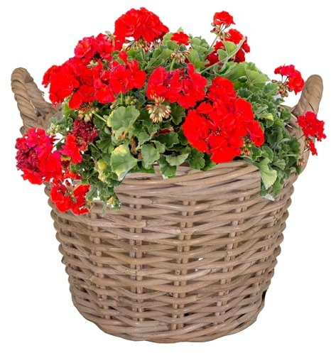 Pflanzkorb aus Weide mit Henkel und Innenfolie Blumenkorb Weidenkorb, Korb aus Weide, Pflanzgefäß Größe Ø 30 cm - H 23 cm (helle Folie)