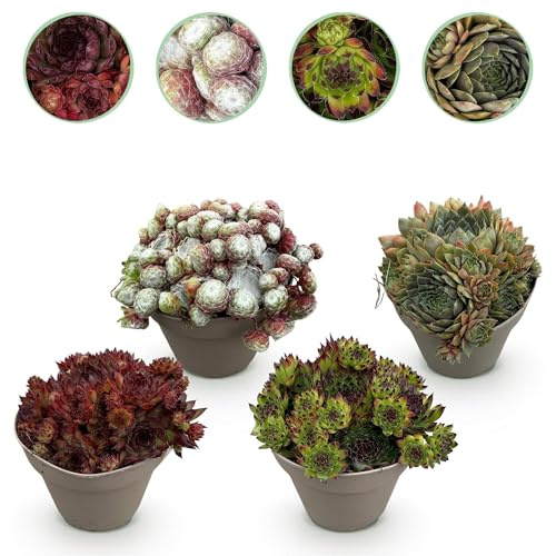 GreenboutiQ - Bodendecker - Winterhart - Sempervivum Big Sam - 4 Pflanzen - Wenig Pflege - Topf 14cm Höhe 17cm