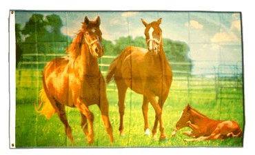 Flagge Pferde 2-90 x 150 cm