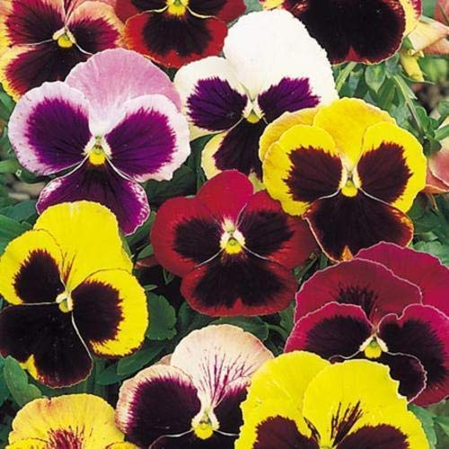 Portal Cool 35+ Stiefmütterchen Schweizer Riesen Finest Mix, Zimmerpflanze Essbare Stauden Blumensamen