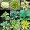 50 pcs Funkien Pflanze Winterhart Samen - Hosta Plantaginea - Kleine Geschenke, Balkon Blumen Funkien Samen Pflanzen Für Draußen Winterhart Deko Wohnzimmer Modern Gartendeko Für Draußen