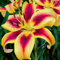 Lilien Zwiebeln Viva la Vida - 10 Zwiebeln - Blumenzwiebeln Frühling - Sommerblumen mehrjährig winterhart - Niederländische Qualität - Für Garten und Töpfe - Kübelpflanzen winterhart