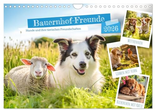Bauernhof-Freunde - Hunde und ihre tierischen Freundschaften (Wandkalender 2026 DIN A4 quer), CALVENDO Monatskalender: Ein abwechslungsreichess Hundeleben auf dem Bauernhof (CALVENDO Tiere)