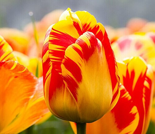 Todos los tipos de bulbos de tulipanes hermosas flores de jardín son adecuados para las plantas en maceta (no es una semilla de tulipán) 2PC Bulbos 10