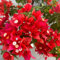 150 Piezas De Plantas De Buganvilla Comprar Semillas - Flores Decorativas, Semillas De Bonsái, Semillas De Jardín De Rocas, Flores De Perforación, Plantas De Buganvilla, Semillas Resistentes