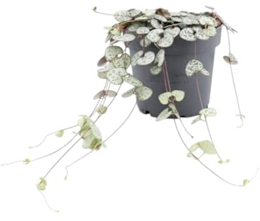 GARDENARIA Ceropegia woodii – Pianta da interno vera, foglie a cuore, vaso da 8,5 cm, facile da curare, pianta d'arredo (20 cm)