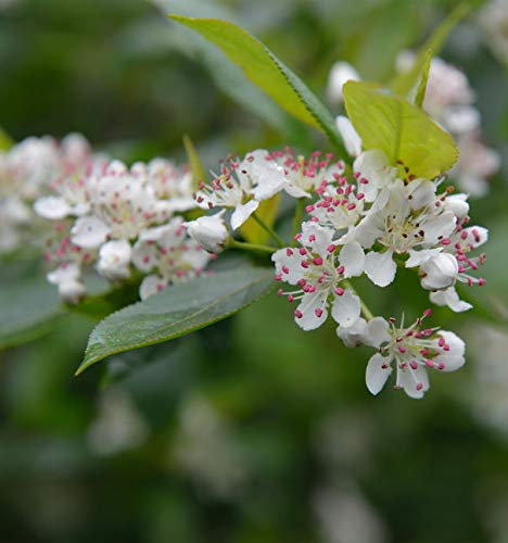 Apfelbeere 60-80cm - Aronia melanocarpa