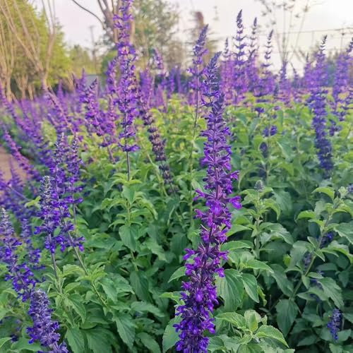 500 pcs salbei bio samen blumen saatgut kräuter pflanzen samen pflanzensamen zimmerpflanzen, blumensamen gastgeschenk heilkräuter samen frühlingsblumen winterharte stauden, bodendecker