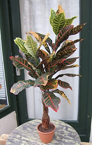 Licht & Grün exclusive Kunstpflanzen Künstlicher Croton