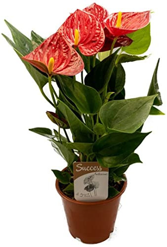Pianta Anthurium in vaso da 12cm, altezza 45-50cm