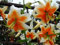 Lilienzwiebeln Baumlilie Riesenlilien Lilium Zwiebeln Onion Knollen Winterhart Frische mehrjährig duftenden Prachtblüten (Lady Alice)