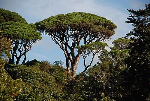 10 Samen der Zirbelkiefer (Pinus Pinea)
