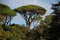 10 Samen der Zirbelkiefer (Pinus Pinea)