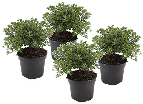 Plant in a Box - Rhododendron 'Azalea Anouk' - Set de 4 - Azalea japonesa - Maceta 17cm - Altura 25-40cm