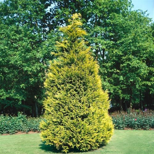 Chamaecyparis lawsoniana 'Stewartii' 80-100 cm – Winterhart, Immergrün, Pflegeleicht – Gelbe Scheinzypresse – Heckenpflanze für Garten & Sichtschutz