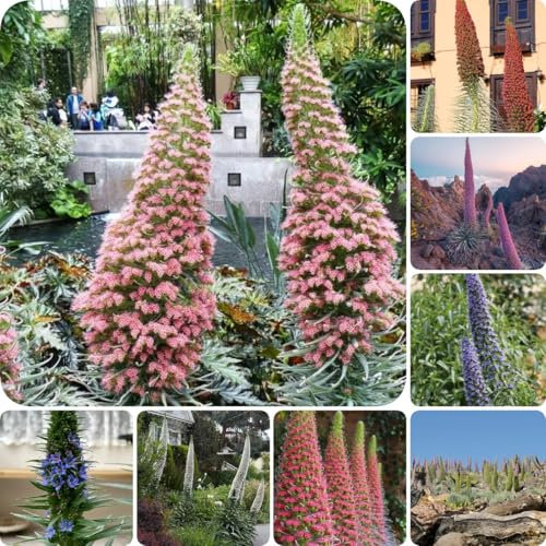 400 pcs Natternkopf Pflanze Samen, samen blumen, pflanzen winterhart draußen Echium vulgare, blumensamen, ostergeschenke schattenpflanzen winterhart, balkonpflanzen frühling dachbegrünung