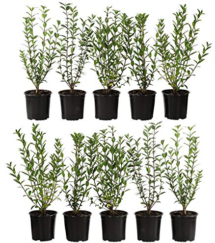Dehner Wintergrüner Liguster Atrovirens, für 2-3 Meter Hecke, ca. 30-35 cm, 10 x 2 l Topf, Heckenpflanze