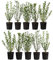 Dehner Wintergrüner Liguster Atrovirens, für 2-3 Meter Hecke, ca. 30-35 cm, 10 x 2 l Topf, Heckenpflanze