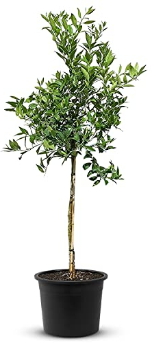 TropicTrees Limequat mit einer Höhe von 150 cm und einem Stammumfang von 8-10 cm | Grünpflanzen als Gewürzzutat und als Zierpflanze für den Innenbereich