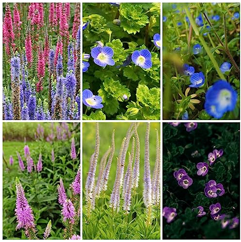 500 pcs Veronica samen extrem winterharte kübelpflanzen Veronica spicata - Ehrenpreis gartensamen bodendecker winterhart mehrjährig samen pflanzenkübel historisches saatgut wildflower
