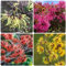 Semillas de hamamelis, arbusto de hamamelis, Plantas resistentes al exterior. Hamamelis mollis, semillas de plantas exóticas arbustos resistentes Plantas resistentes para balcones. 30pcs