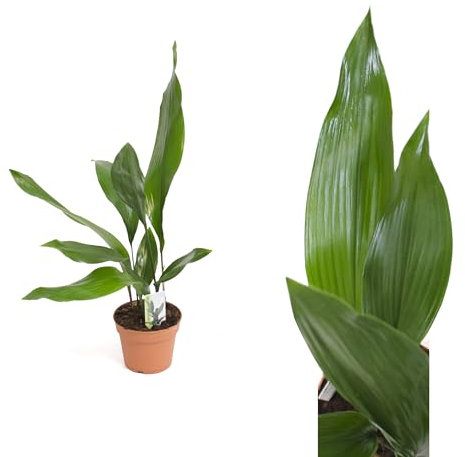 IFLO Plantes d'intérieur faciles d'entretien pour le bureau, la maison et le lieu de travail, oasis verte pour l'intérieur et l'extérieur (1 Aspidistra 50 cm)