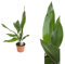 IFLO Plantes d'intérieur faciles d'entretien pour le bureau, la maison et le lieu de travail, oasis verte pour l'intérieur et l'extérieur (1 Aspidistra 50 cm)