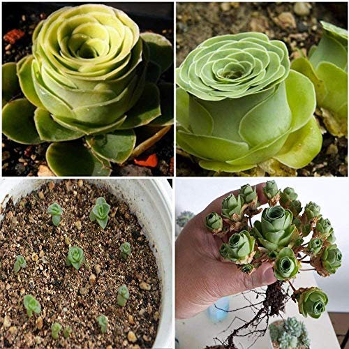 Pinkdose Dwqgroup 2016 Hot die Bergrose 50 stücke Grüne Rose Garden Greenovia Blumensamen