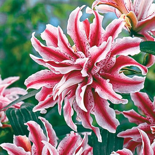 Lilienzwiebeln, Blumenzwiebeln, Temperament, Winterhart MehrjäHrig,Blumenzwiebeln,Frische Luft,Riesenlilien Baumlilien Winterhart MehrjäHrig Gartenpflanzen-2zwiebeln-D