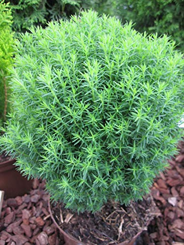 Thuja occidentalis Teddy - kuscheliger Lebensbaum Teddy Verpackungseinheit 1