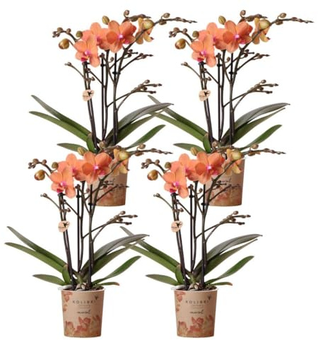 Kolibri Orchids | COMBI DEAL von 4 orange Phalaenopsis Orchideen - Bozen - Topfgröße Ø9cm blühende Zimmerpflanze - frisch vom Züchter
