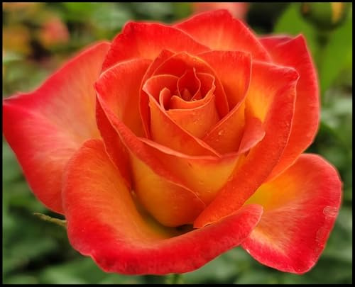 Rosa rara/Rosa ibrida Rizoma/Rizoma/Resistente/Giardino/Facile da curare/Decorazione per esterni-1 Rizoma-D
