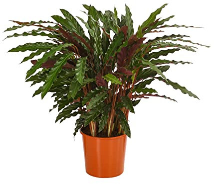 Dehner Korbmarante Elger Grass, Calathea, luftreinigend, ca. 65-75 cm, Ø Topf 17 cm, Zimmerpflanze