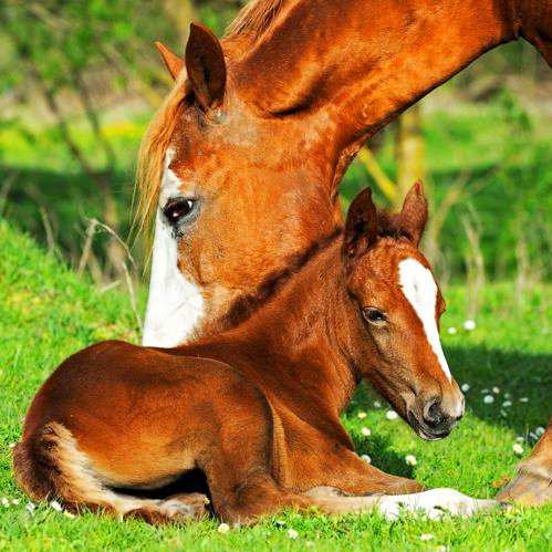 Servietten PFERDE FAMILIE (33 x 33 cm / 3-lagig - 20 Stück)