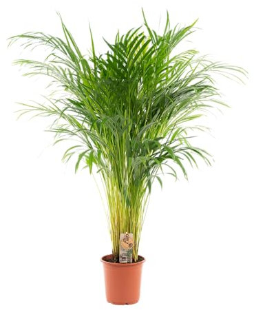 Trendyplants - Areca palm - Golden palm - Plante d'intérieur - Hauteur 100-120 cm - Taille du pot Ø21cm