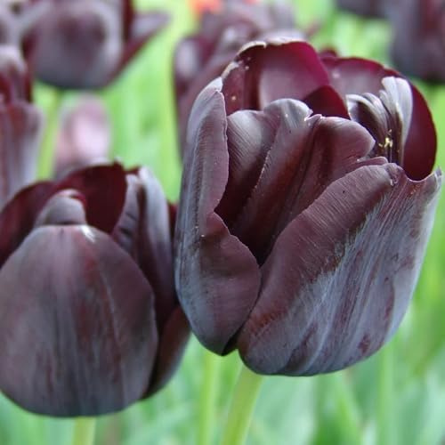 Tulpe Paul Scherer | 10 Stück | Blumenzwiebel | Schnittblume | Lila | Schwarz | 100% Blütegarantie | QFB Gardening | Tulpenzwiebeln