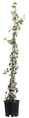 eGarden.store - Pianta vera di Edera variegata o Hedera Helix Elegantissima | Altezza: 120 cm - Diametro vaso: 18 cm | Rampicante ornamentale con foglie variegate da coltivare all'esterno