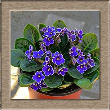 VISTARIC 20 semillas/paquete siembra Malus spectabilis semillas baratas Begonia fáciles de plantar balcón en maceta de Bonsai