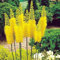 Huifang Fresh 100 Stück Rittersporn-Blumensamen zum Anpflanzen von Gelb