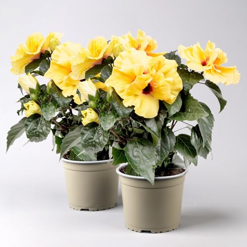 Hibiskus HibisQs® 'Adonicus Double Yellow' gelb, Topf-Ø 13 cm, 2 Pflanzen