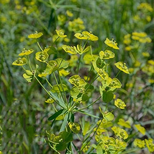 80 Pcs Wolfsmilch Kaktus Samen, Grünpflanzen Zimmerpflanzen (Euphorbia Pekinensis) Bodendecker Winterhart Mehrjährig Topfpflanzen Draußen Winterhart Gartenpflanzen Winterhart Mehrjährig