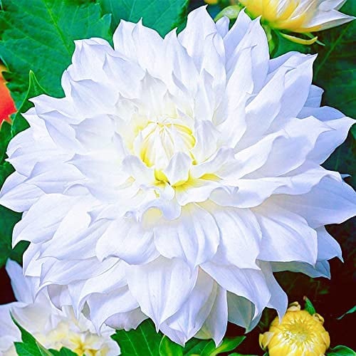 Cebollas de Dahlion, perenne resistente al invierno, decoración de jardín, flores precoces, herbáceas perennes, extremadamente fáciles de cultivar - 4 bulbos