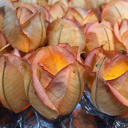 Blaze On Chelsea Rose Fairy Lights (Golden/Soft Pink Edge) – 20 Warm White LED Lights – Handcrafted Roses Created from Mulberry Paper – USB Powered – UK 3-Pin Adapter Included – Indoor String Lights