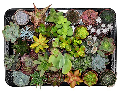 ZynesFlora Succulentes Naturelles en pot de fleurs Ø 5.5 cm - Lot de 30 - Hauteur: 5-10 cm - Mélange de Succulentes Petite Variétés Diverses Plantes Grasses d'Intérieur