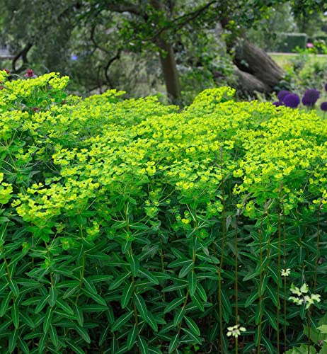 Hohe Wolfsmilch - Euphorbia cornigera - lebende Gartenpflanze aus den Baumschulen