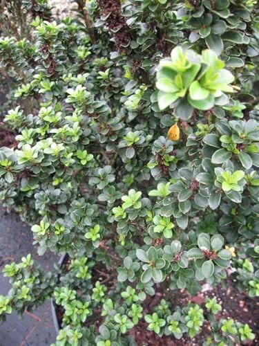 Löffel-Ilex Dark Green - Ilex crenata Dark Green Größe 50-60 cm