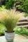 10 Stück Zartes Federgras Stipa tenuissima Ponytails 20-30 cm - Gräser - Ziergras - winterhart - Stauden