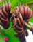 Rote Bananenpflanze 'Ensete Ventricosum Maurelii' - im Topf Ø 18 cm - Höhe 70/80 cm
