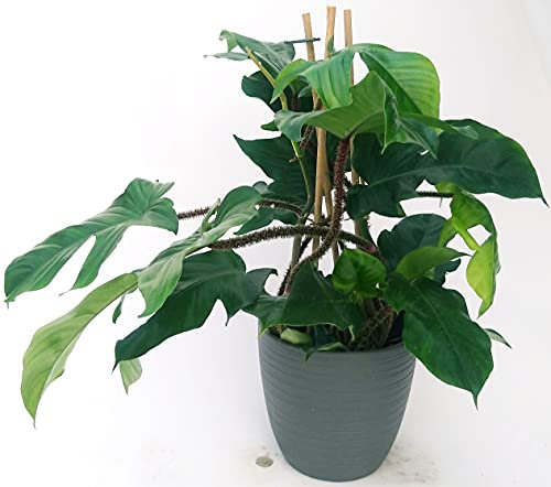 POWERS TO FLOWERS - PHILODENDRON, PHYLODENDRON, MONSTERA SQUAMIFERUM XXL, IN VASO CERAMICA ANTRACITE A RIGHE, VASO 20CM, pianta vera
